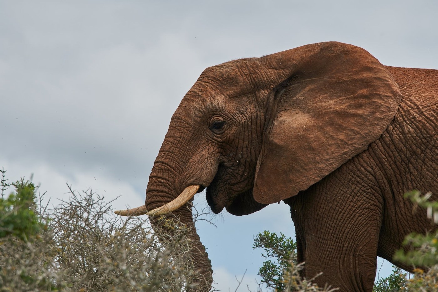 An elephant photograph retrieved from the image library via the MCP